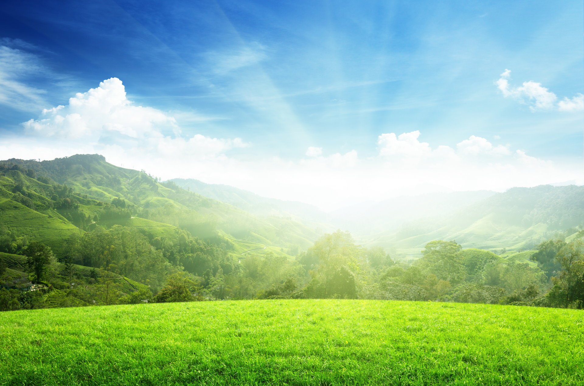 collines arbres plana soleil matin printemps