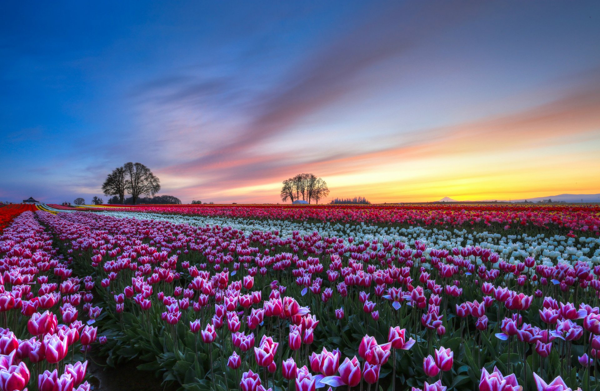 champ tulipes multicolore fleurs arbres soir coucher de soleil ciel nuages