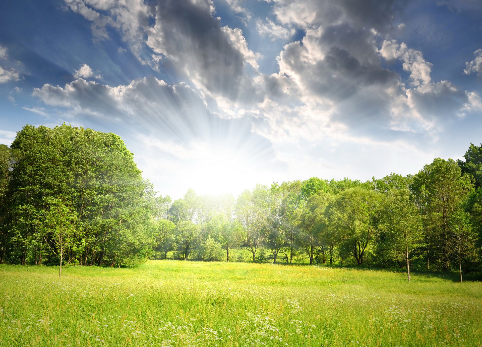 pring forest tree field sun ray