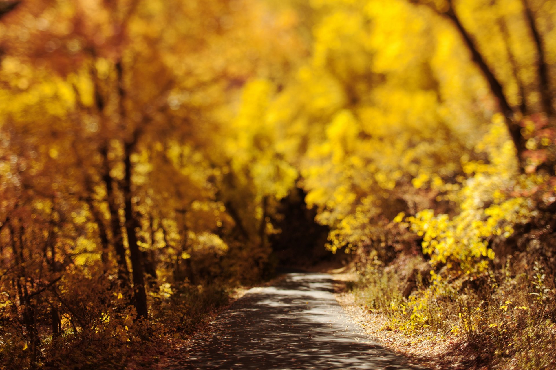 natura autunno strada fogliame bokeh