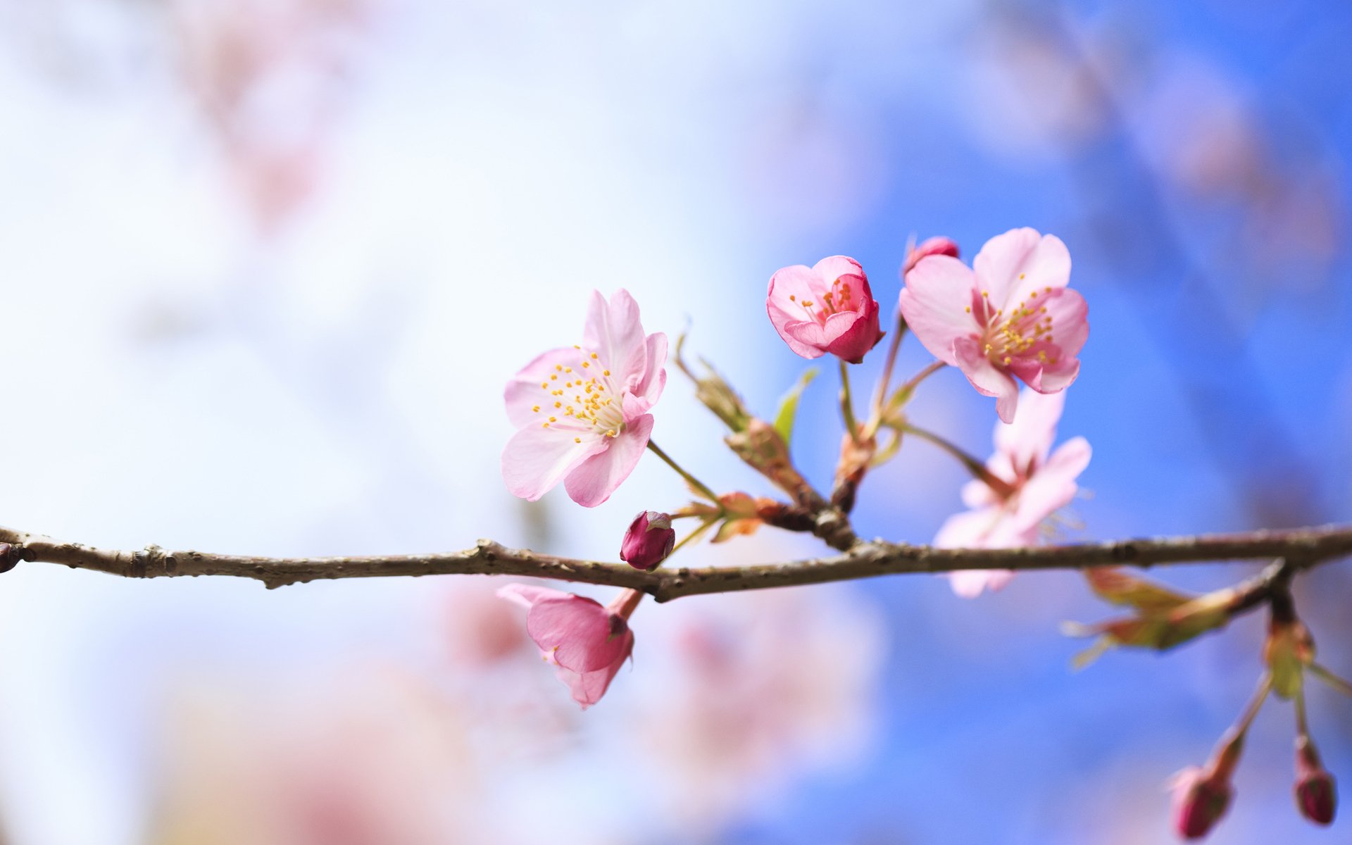 primavera ramo albero ciliegio fiori fioritura