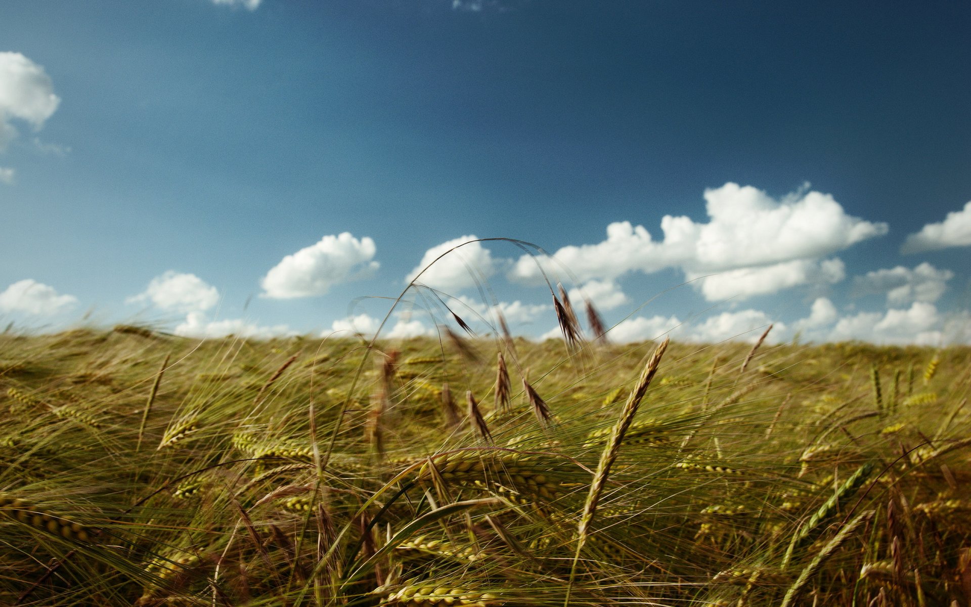 feld ohren himmel wolken