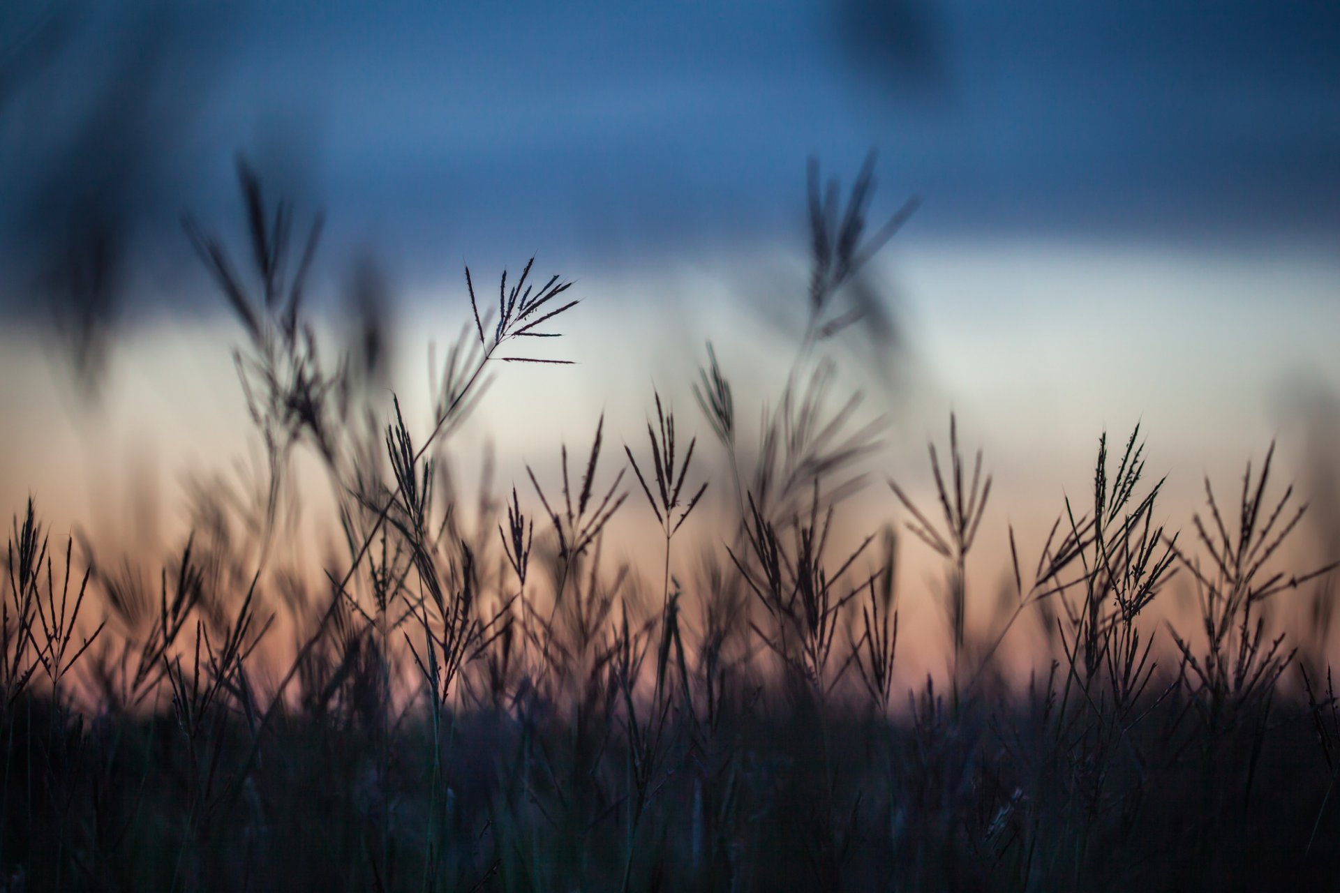 autumn grass the field night sunset close up blur