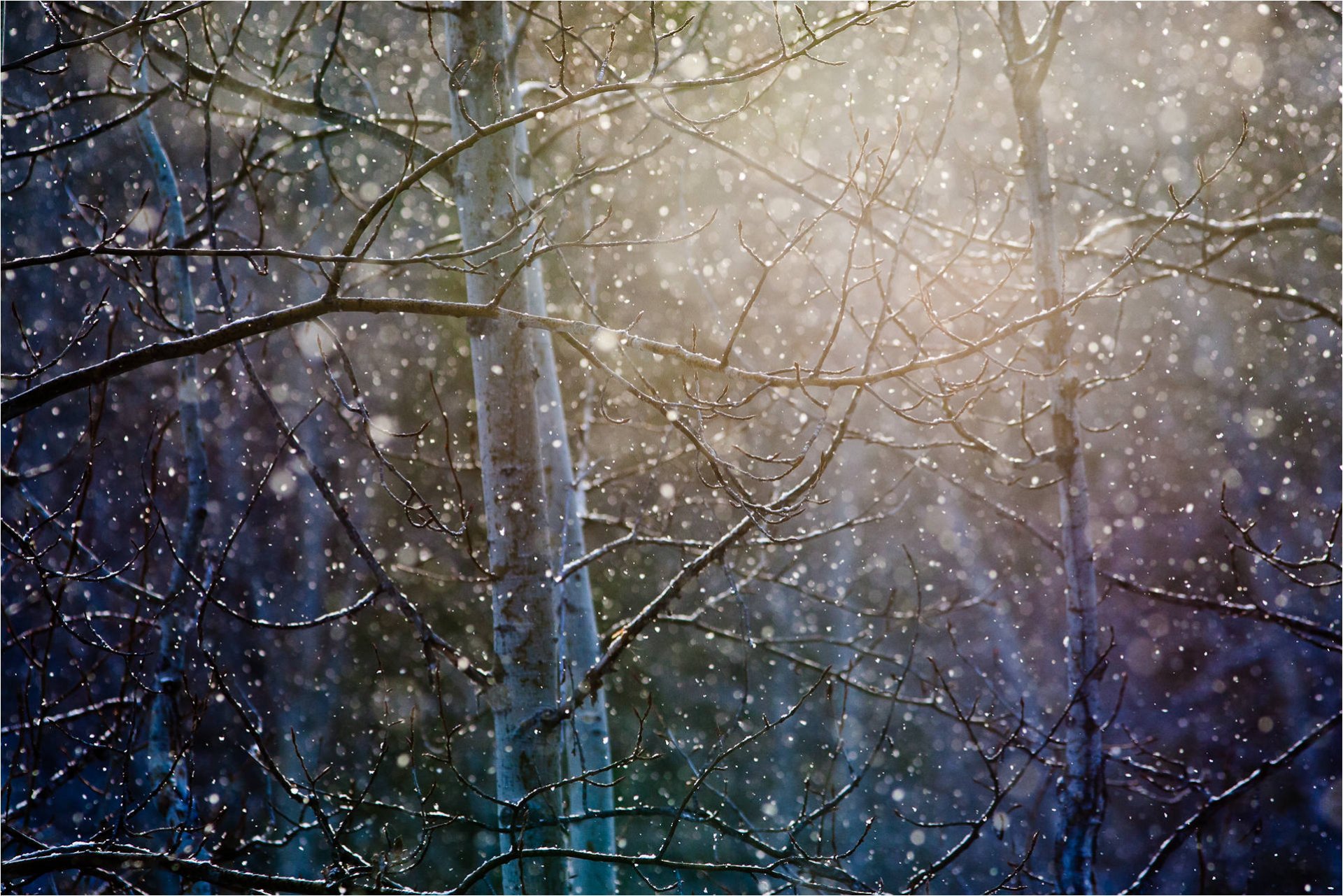 forêt arbres neige branches