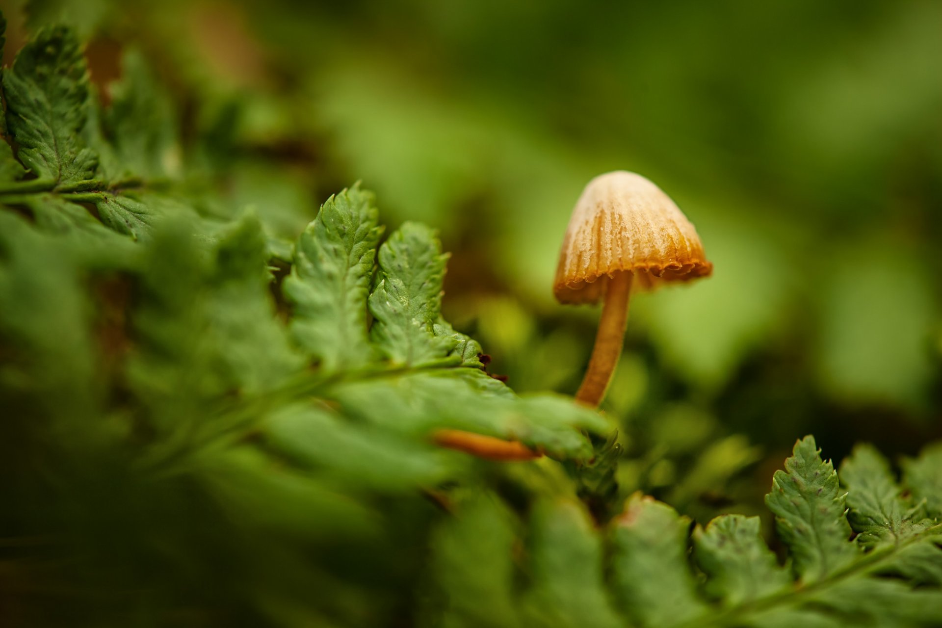 mushroom close up fern