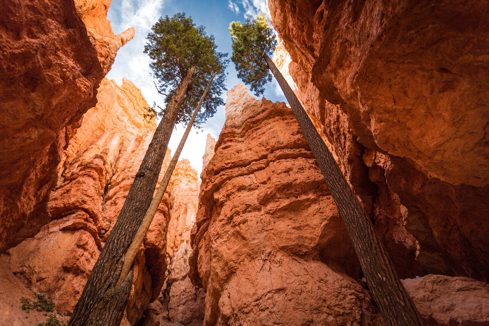 natura stati uniti utah canyon bryce canyon national park alto alberi cielo rocce andrew smith rhotography