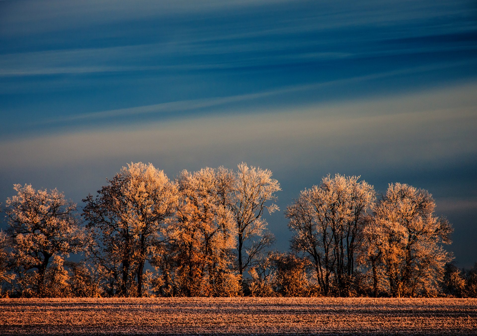 natura zima pole drzewa szron niebo