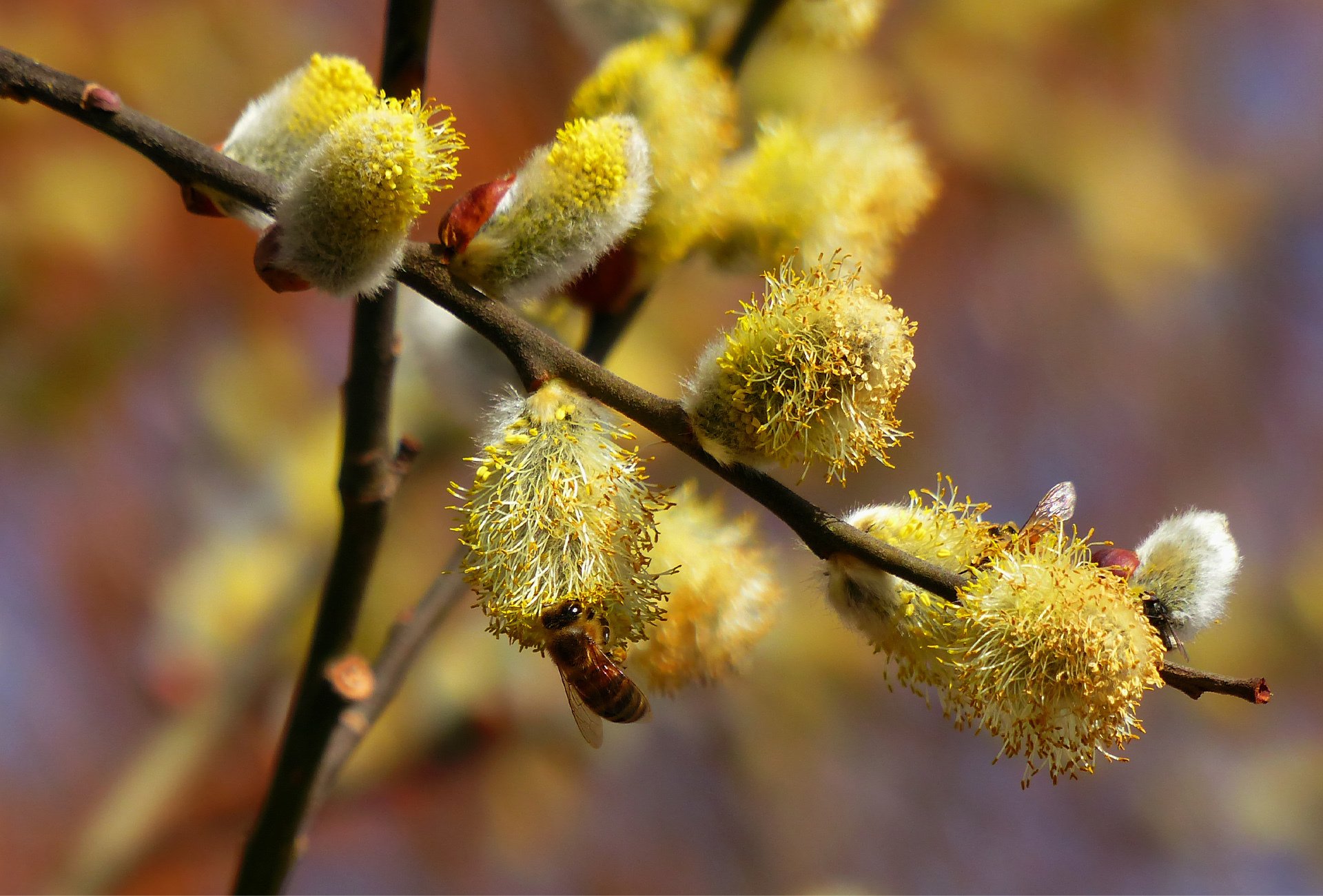 branche saule saule abeille nectar printemps