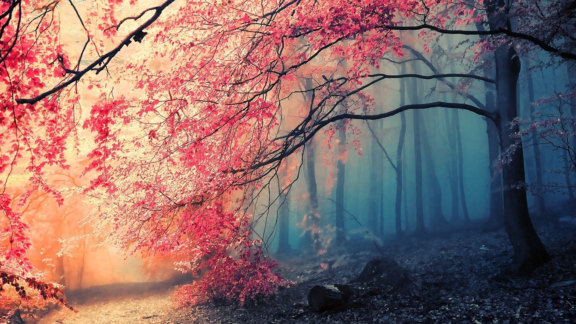 forest tree fog autumn