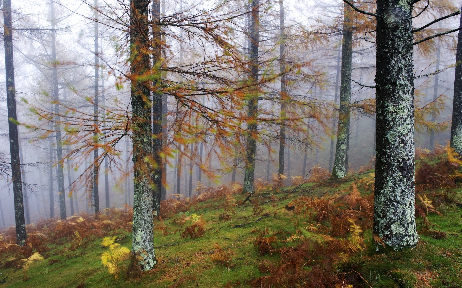 las mgła drzewa natura krajobraz