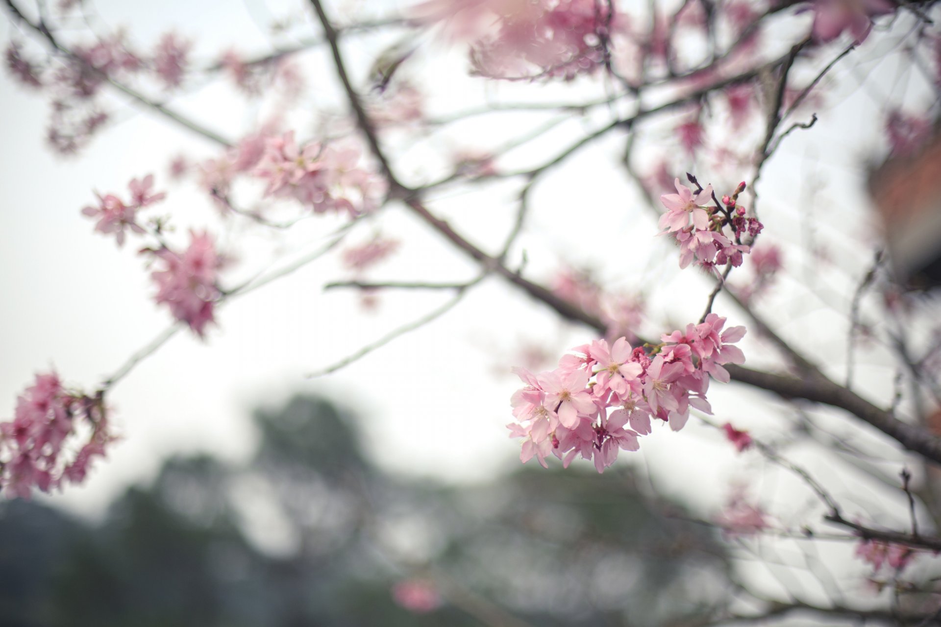 wiosna drzewo kwitnienie kwiaty sakura gałąź