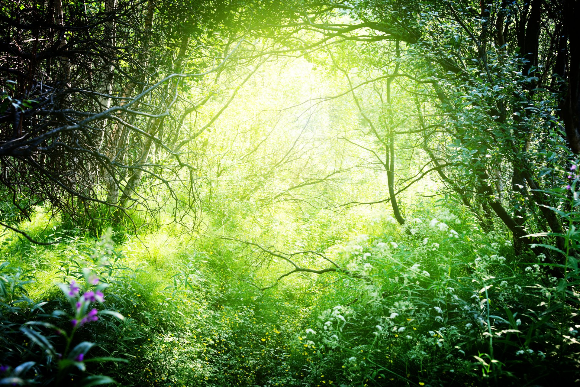 natura foresta alberi rami erba cespugli verde sole