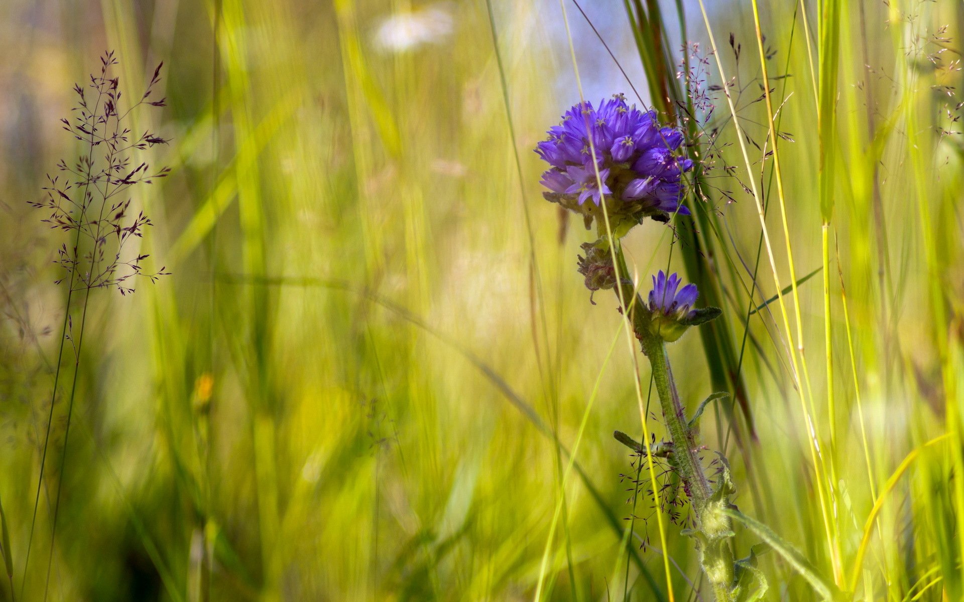 herbe fleurs été nature gros plan