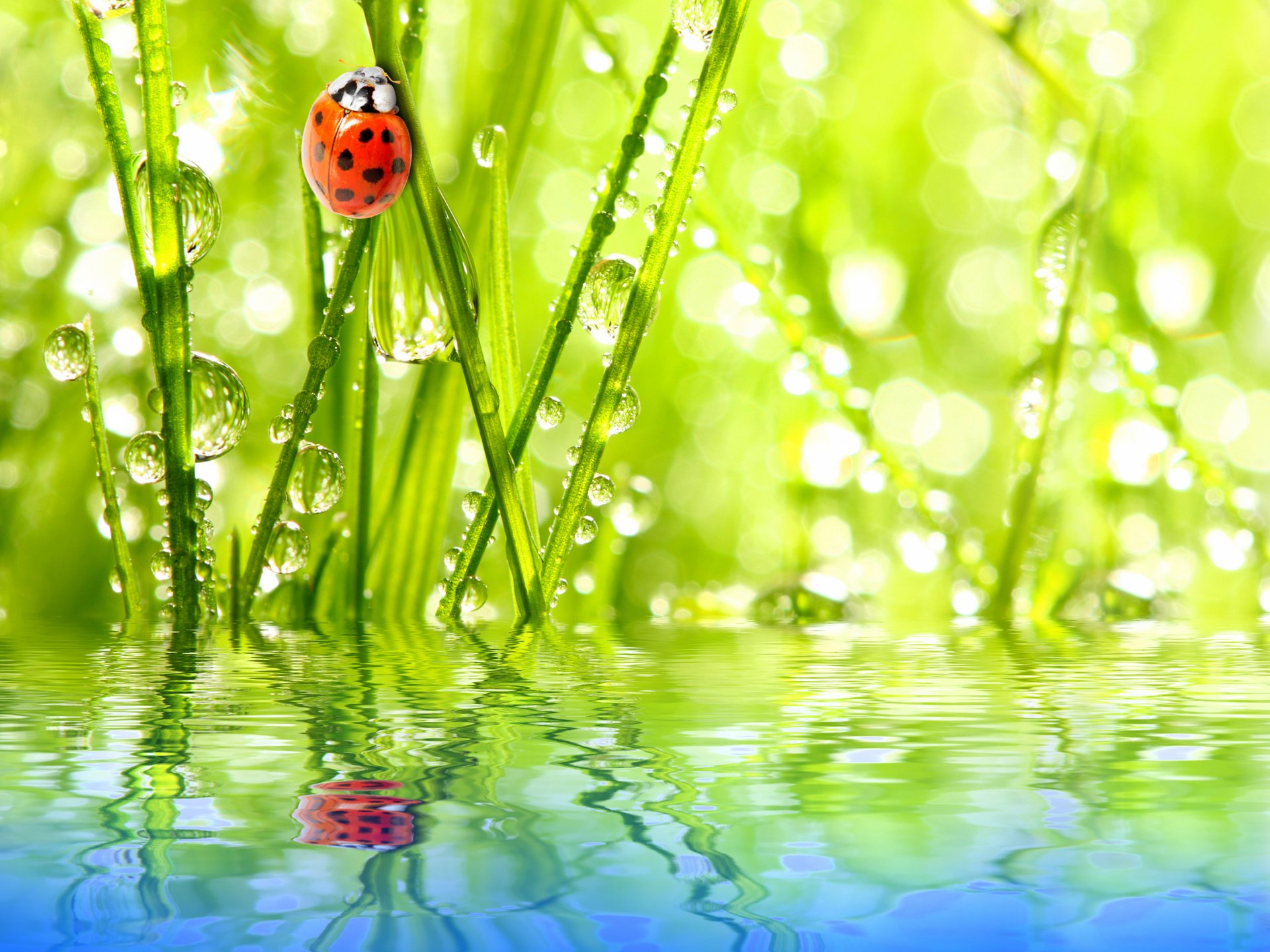 ladybug insect water reflection sky rosa drops gra