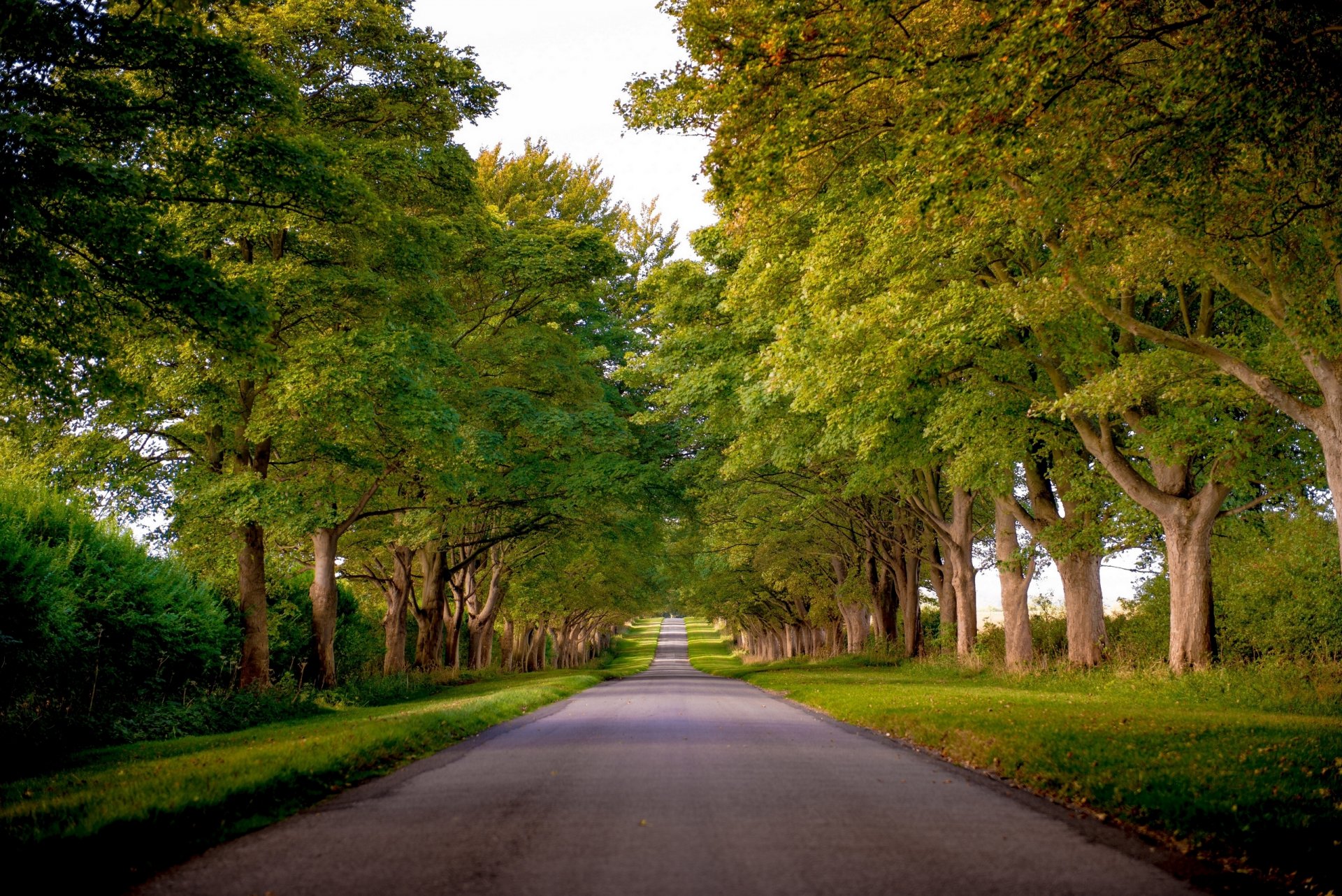 kings avenue sandringham norfolk england allee bäume straße