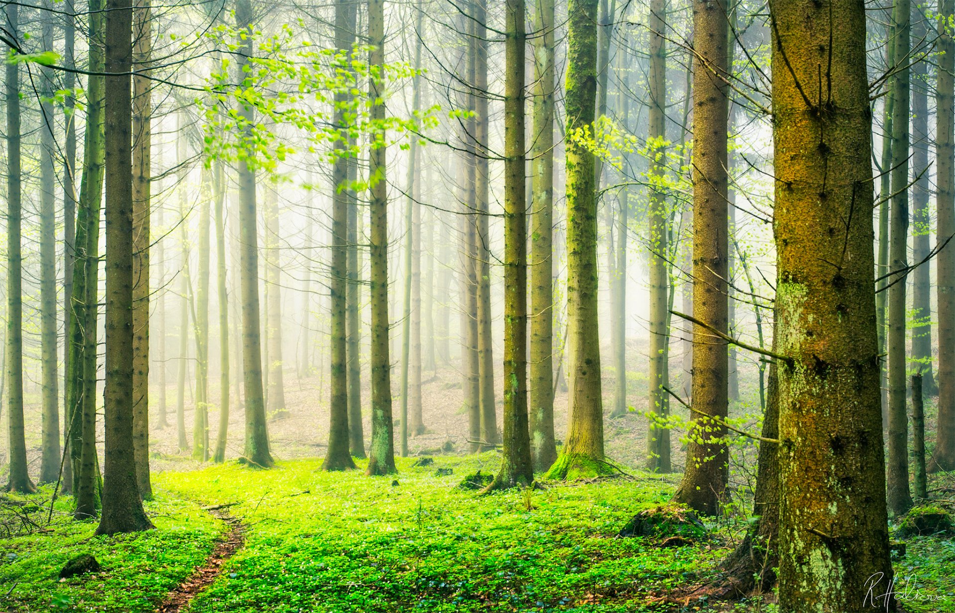 schweiz natur wald frühling