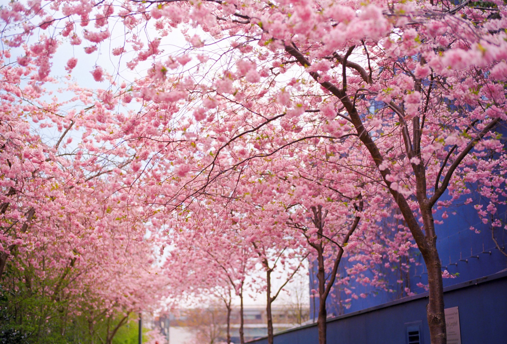 árbol sakura rosa flores floración ramas primavera