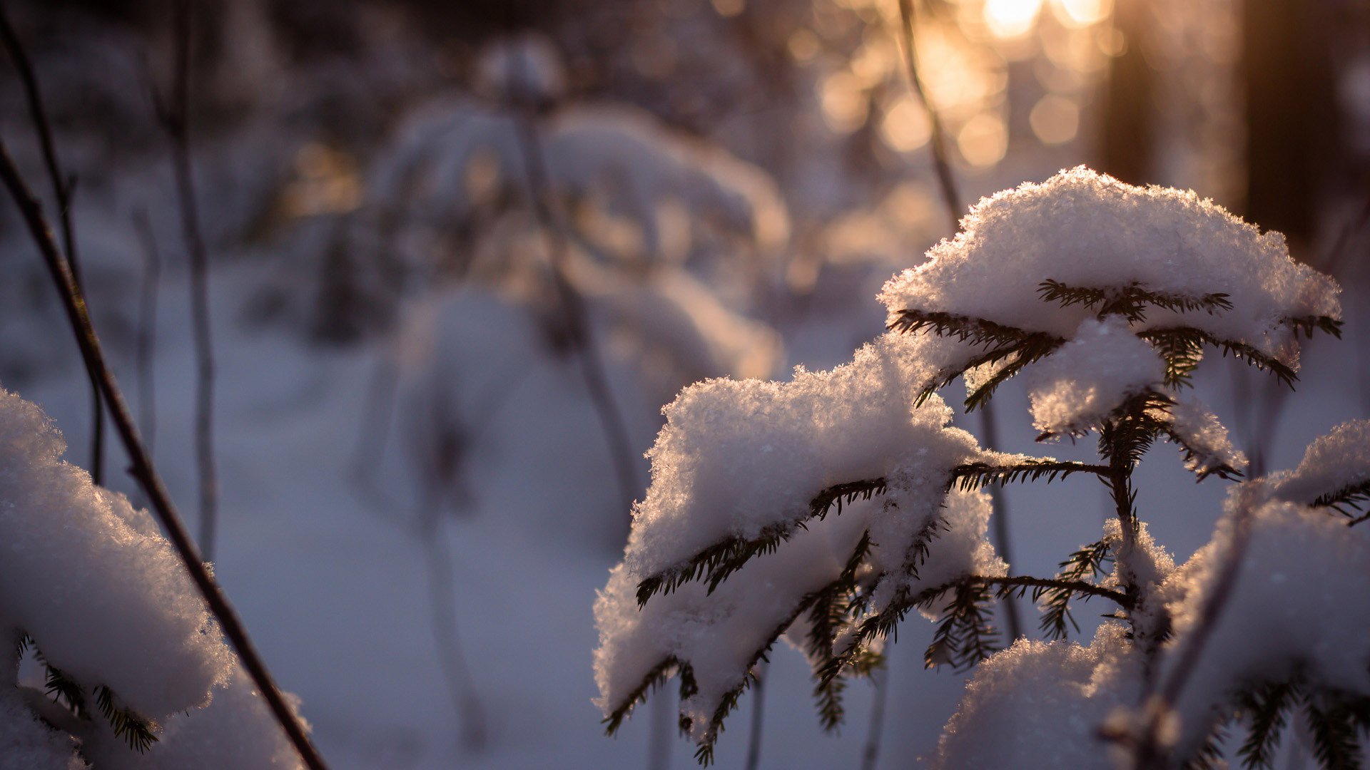 neige arbre sapin hiver forêt