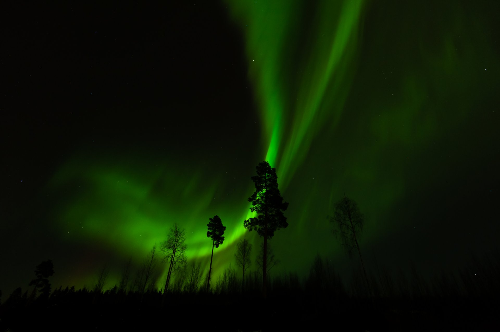 notte foresta alberi aurora boreale