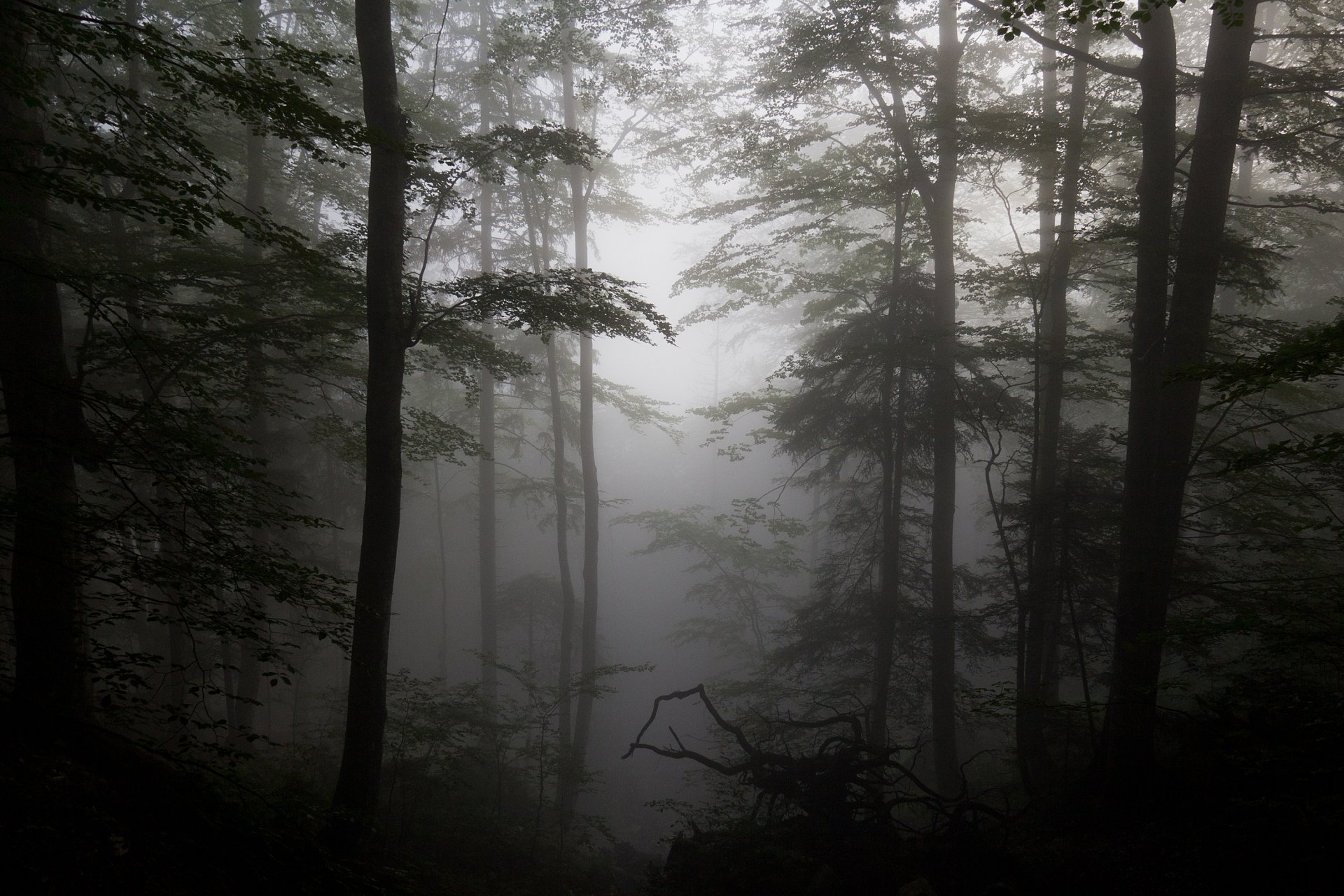 forêt brouillard bois flotté silhouettes arbres