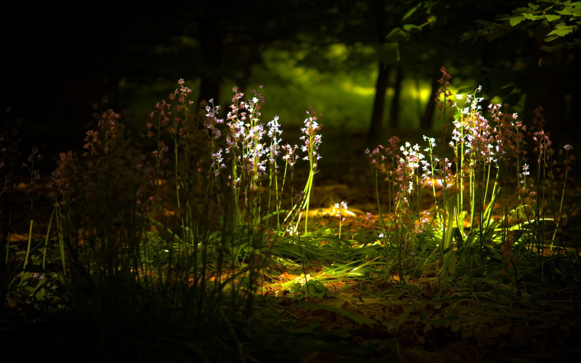 blumen licht natur