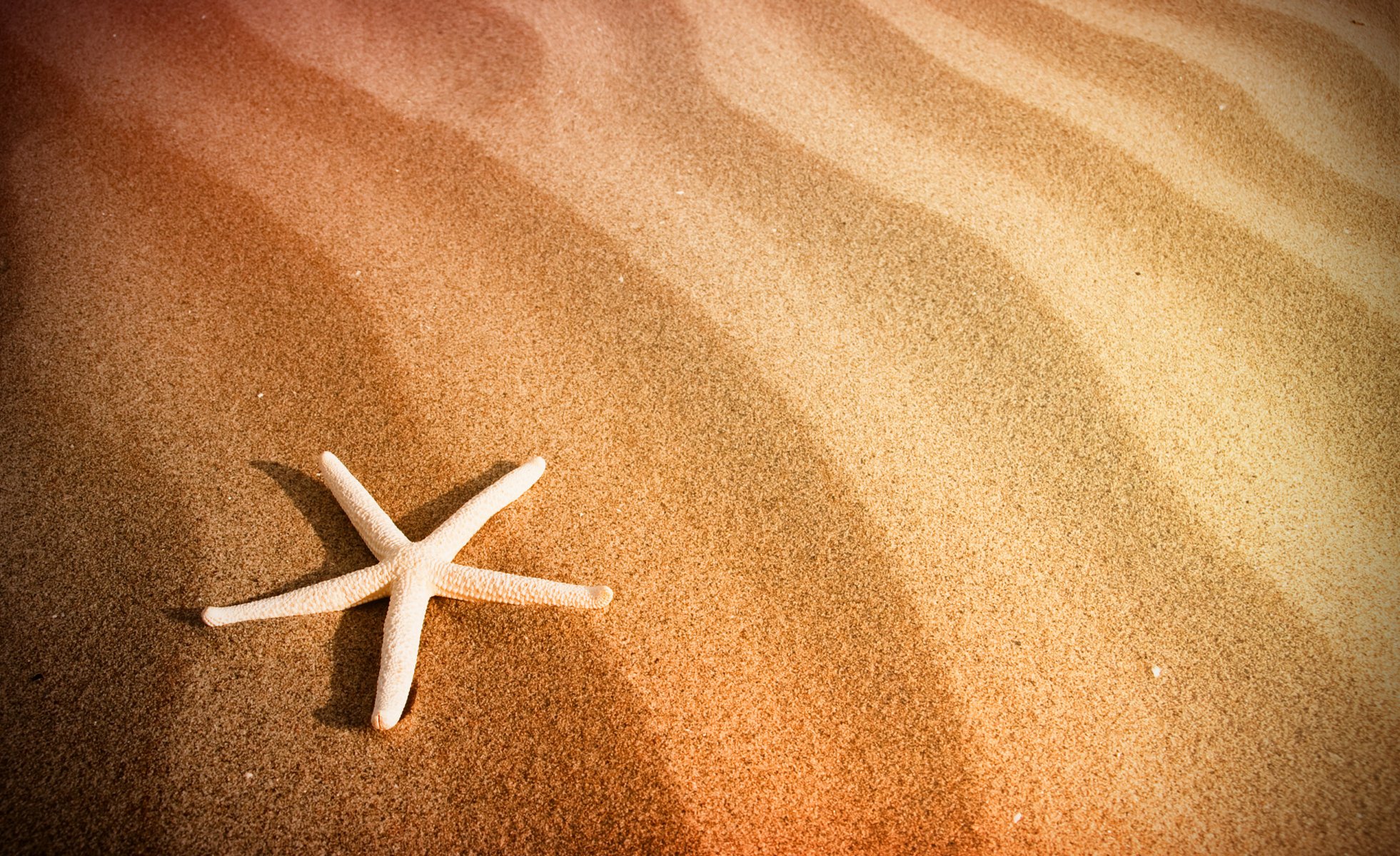 beach sand sea starfish