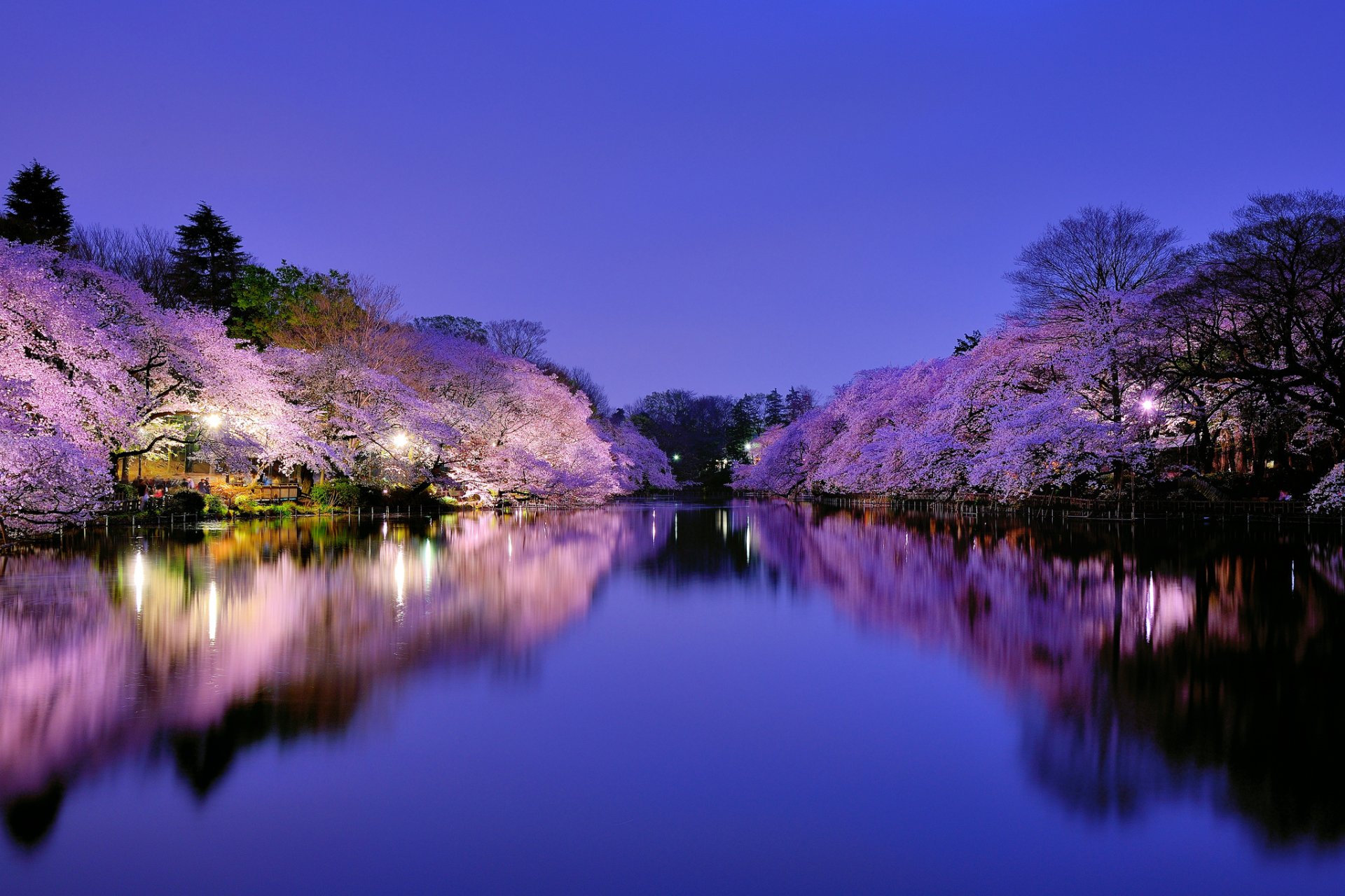 japón osaka ciudad parque lago iluminación linternas noche azul cielo árboles cerezo sakura floración