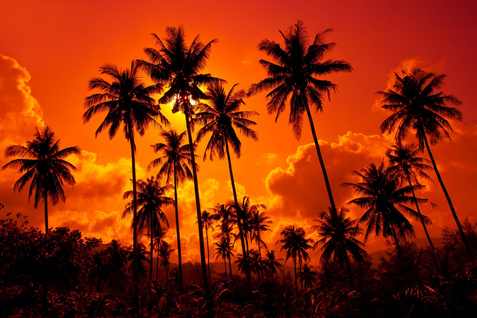 cocoteros playa de arena puesta de sol . tailandia naturaleza paisaje cielo nubes puesta de sol. tailandia hermoso agua