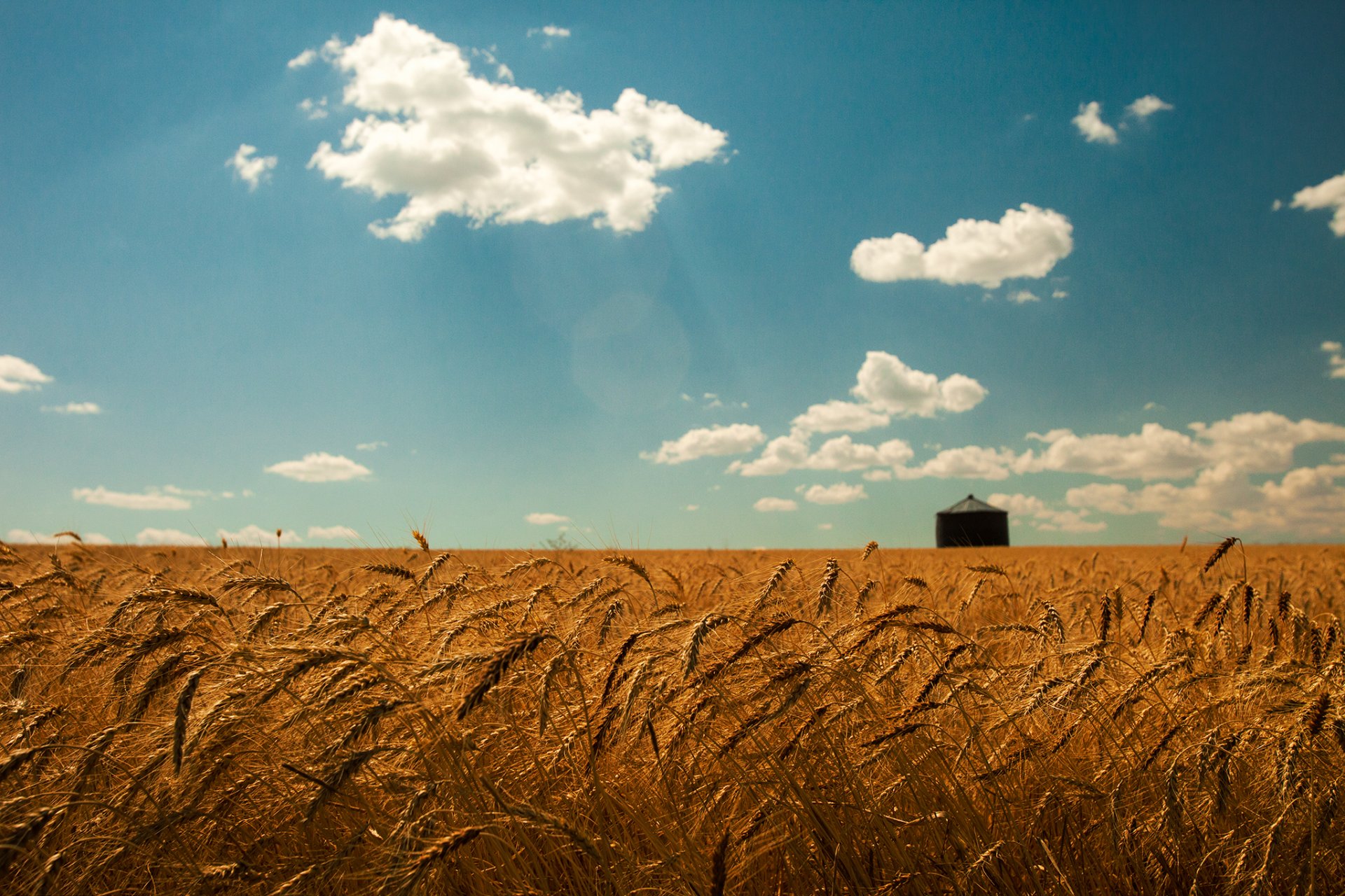 ummer wheat the field gold spikes sky cloud