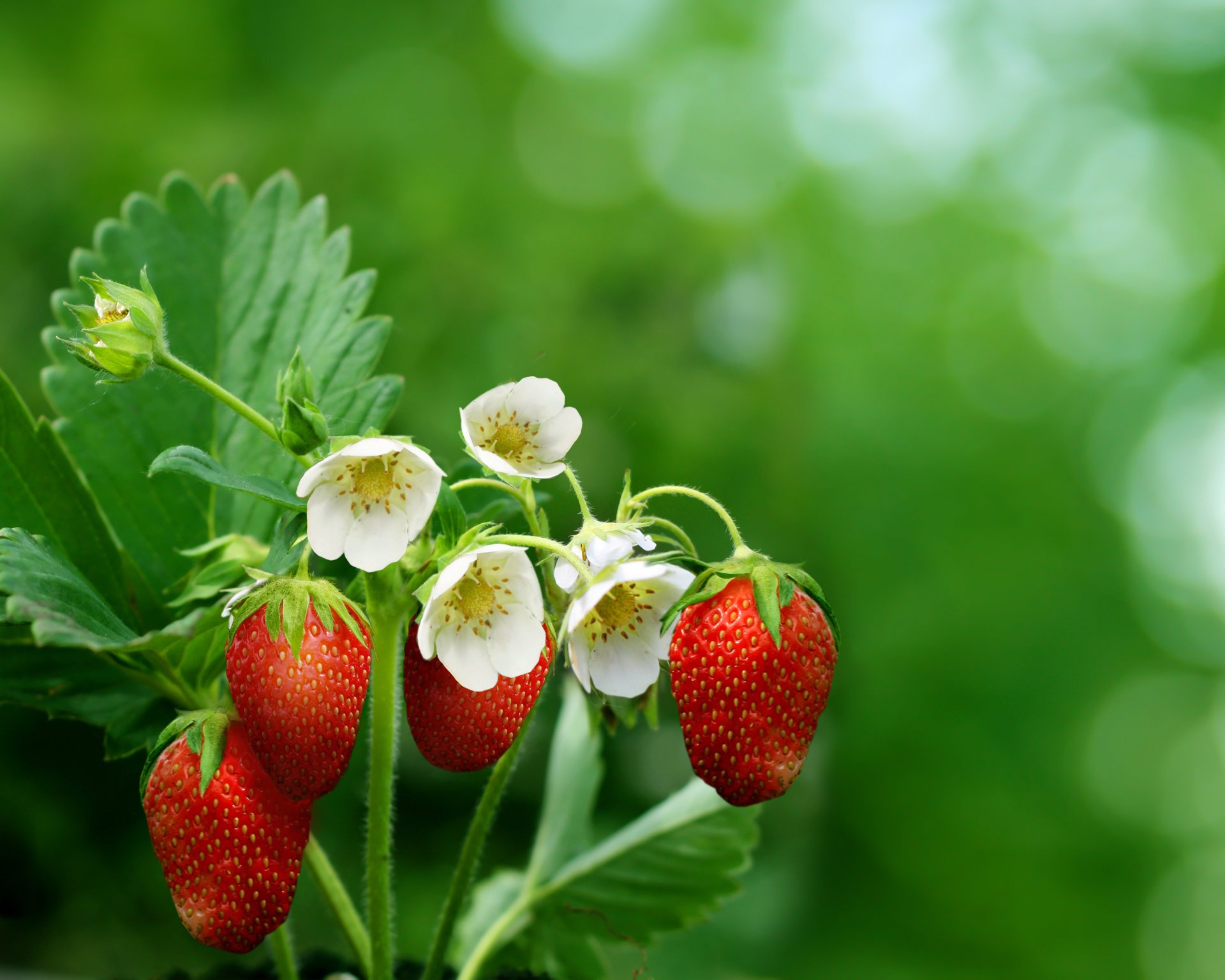 fragole bacche fiori foglie