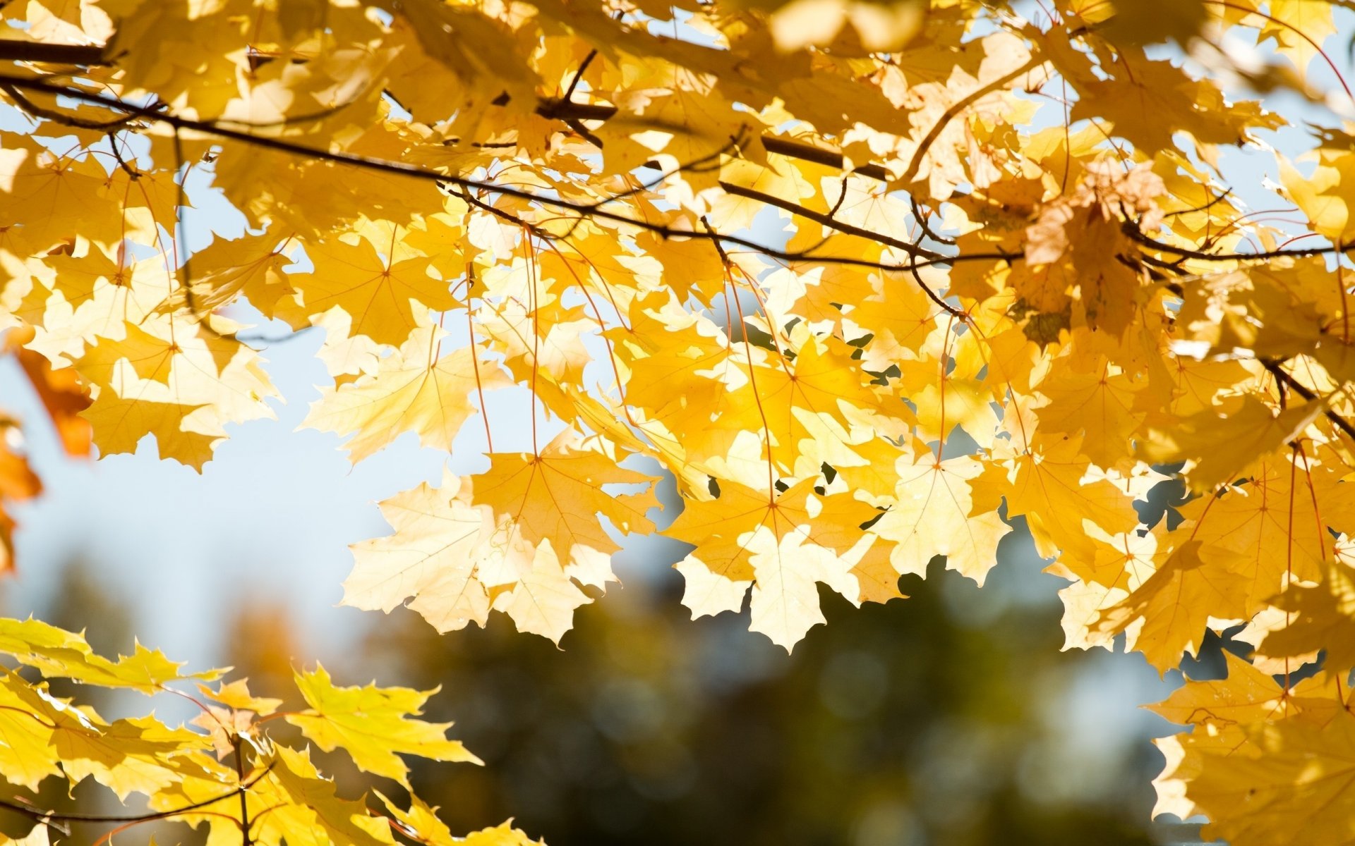 autumn branches leaves close up sun ray