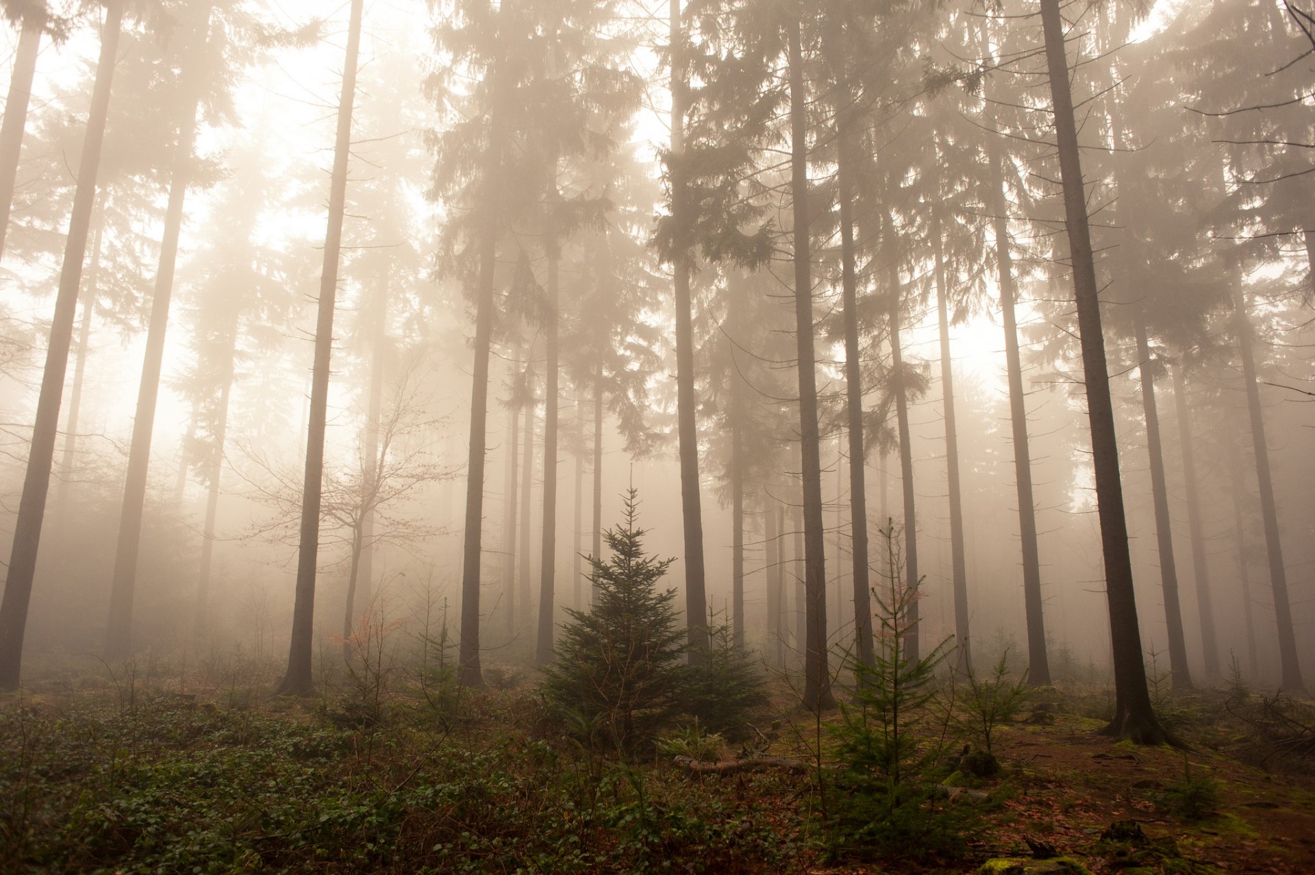 germany forest tree fog