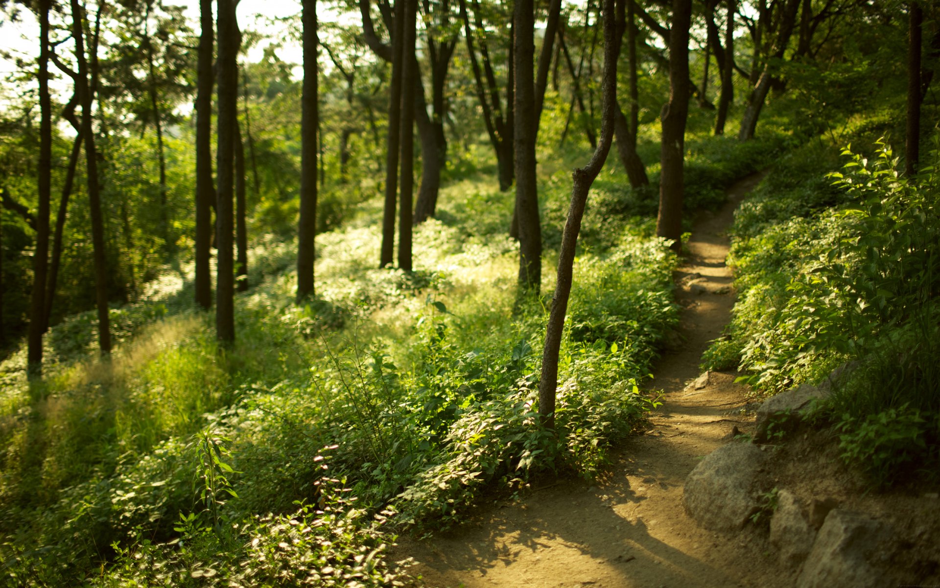 forest tree grass path blur focu