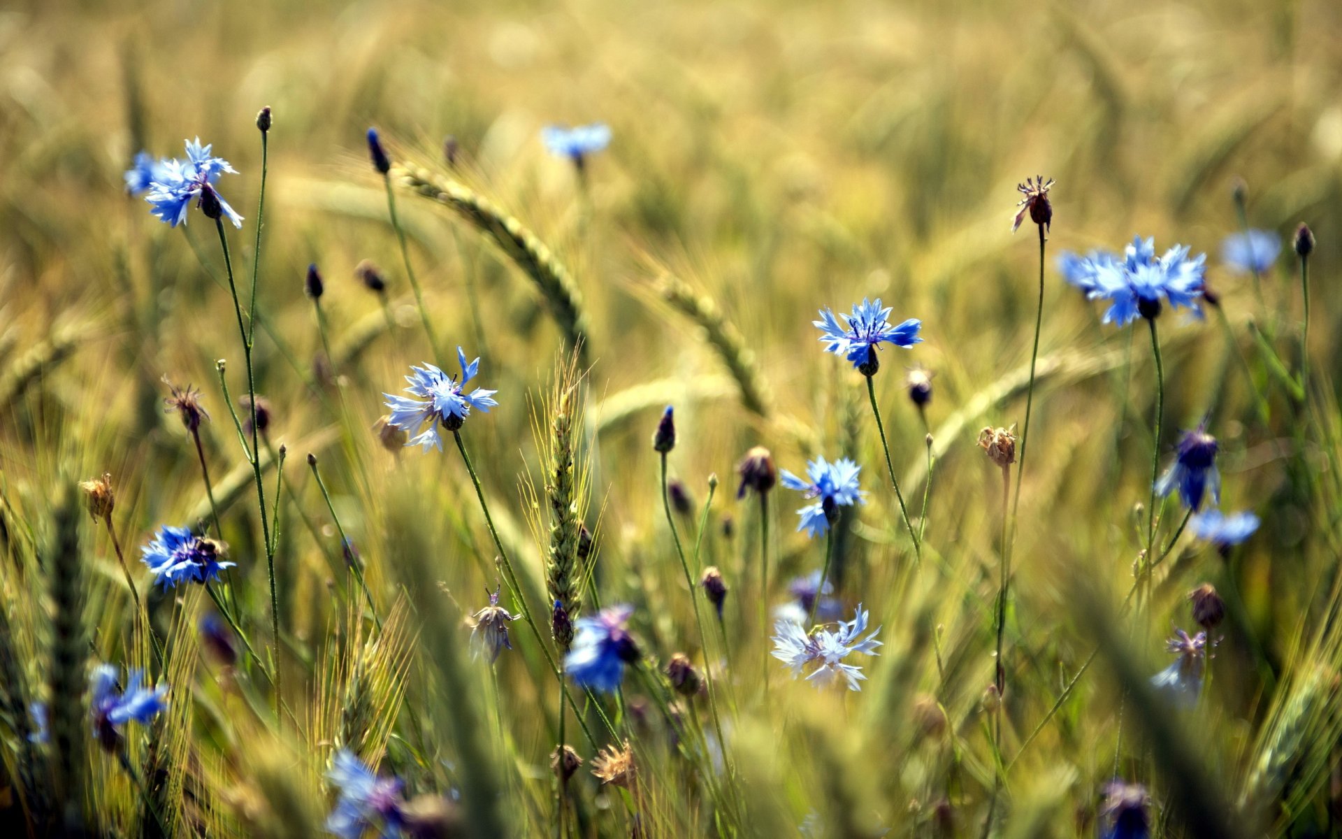 the field flower summer