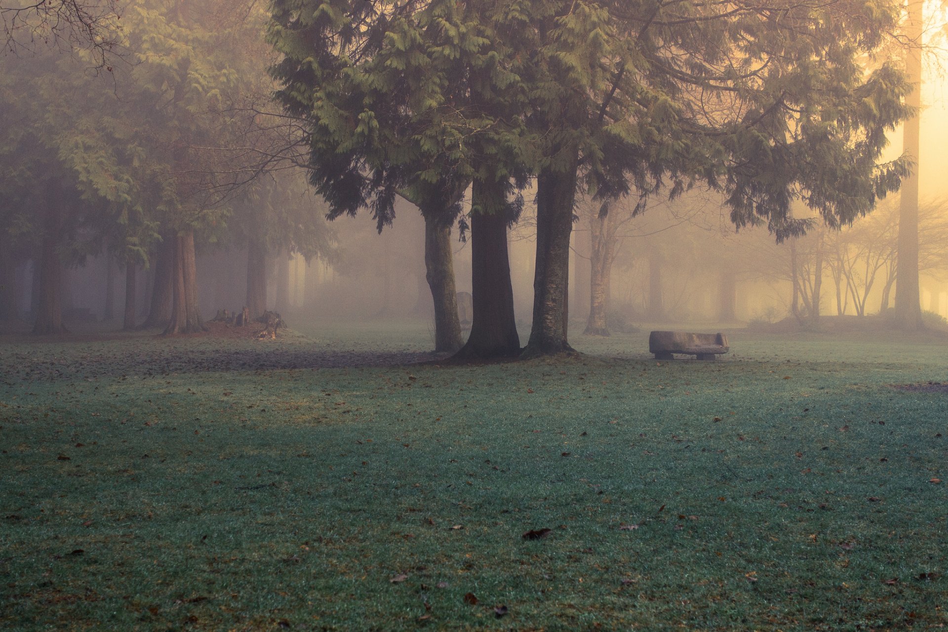 nature forêt parc brouillard matin evan kemper rhotographie