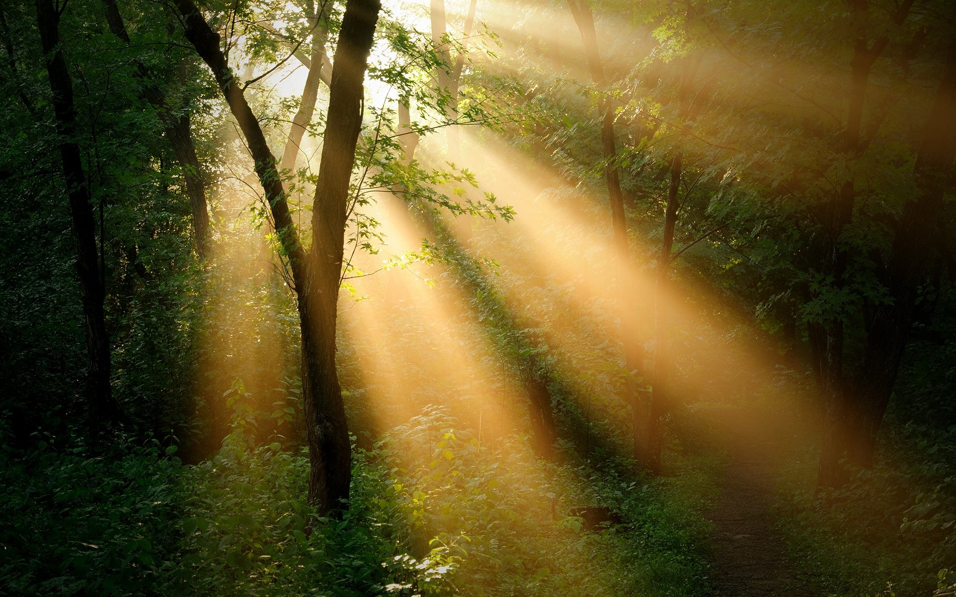 foresta alberi. sole raggio paesaggio