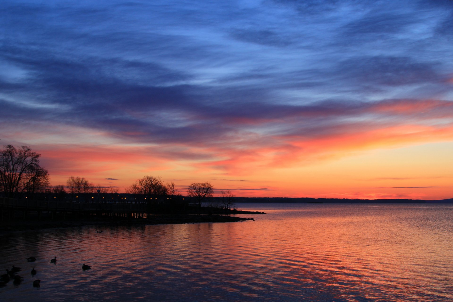 night lake beach tree duck birds sunset sky cloud