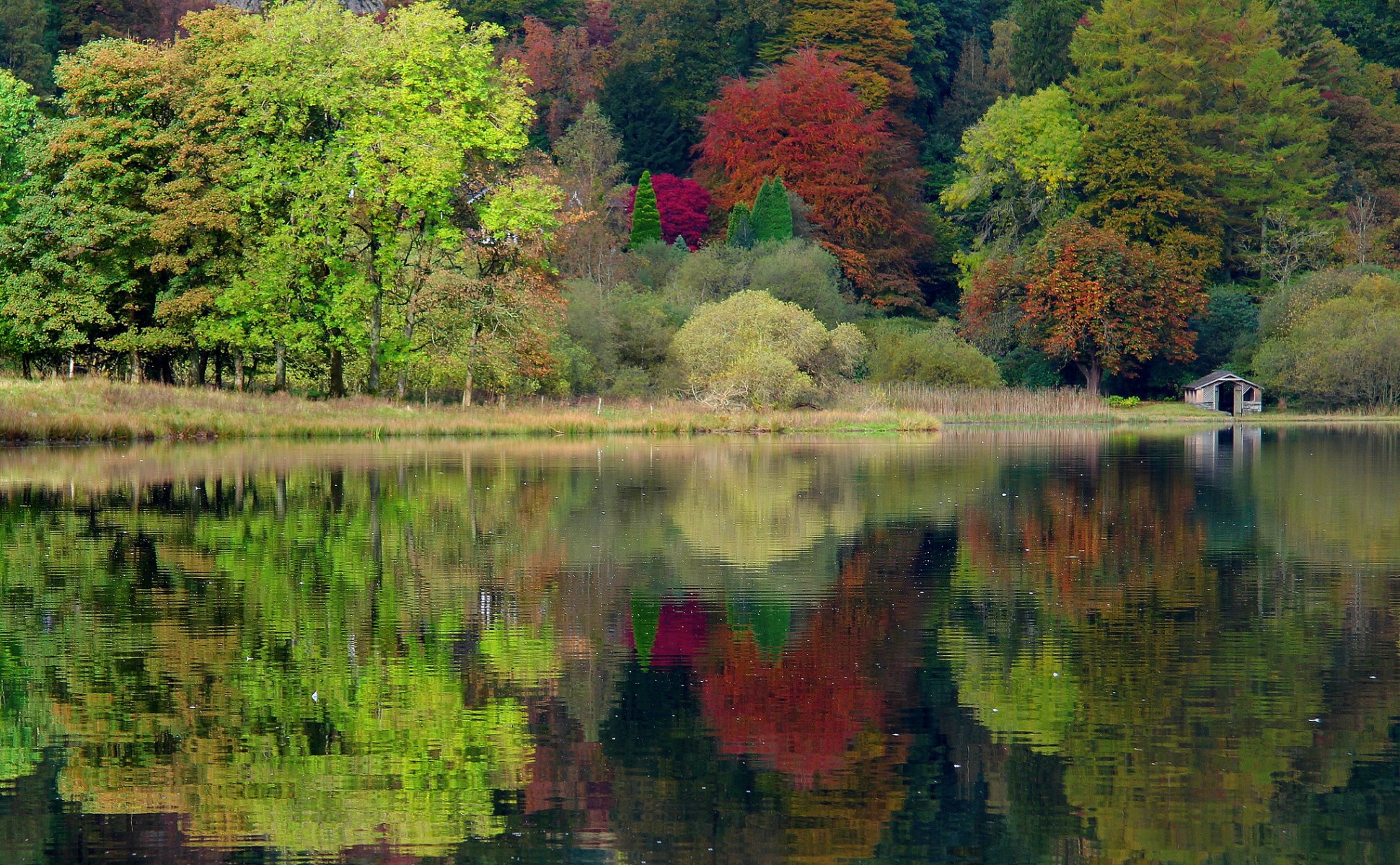 wielka brytania anglia grasmere natura jesień jezioro drzewa las caeciliametella fotografia