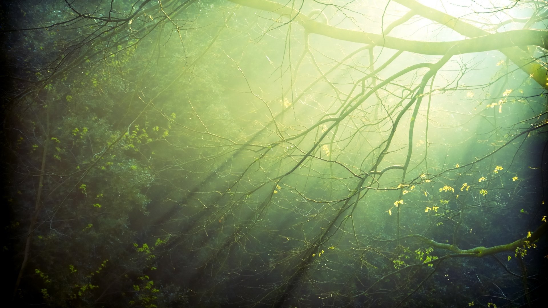 albero alberi foglie fascio raggi di luce luce rami rami verde dopo la pioggia gocce