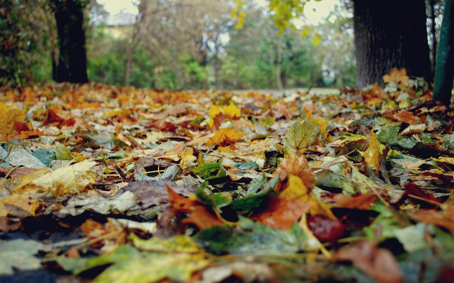 naturaleza otoño hojas amarillo árboles