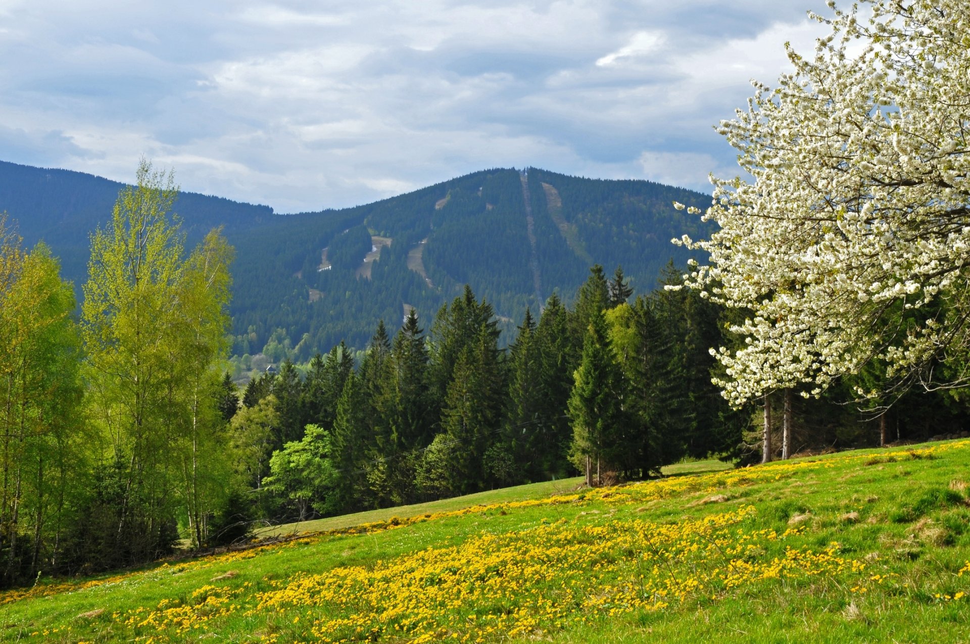 frühling berge wald feld tschechische republik böhmerwald šumava šumava-berg narodni park vrch spicak železná ruda