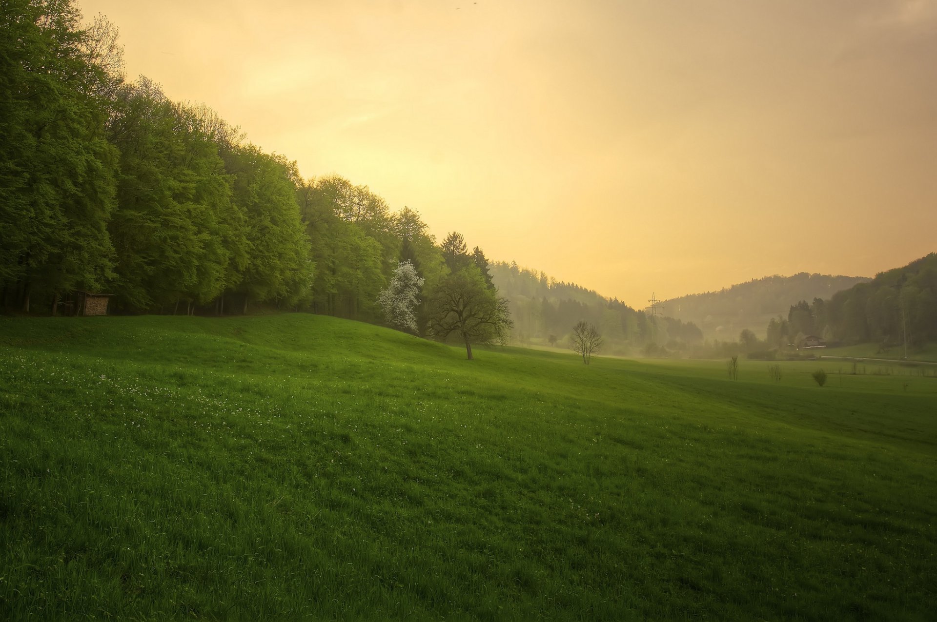 naturaleza puesta de sol después de la lluvia hierba bosque primavera