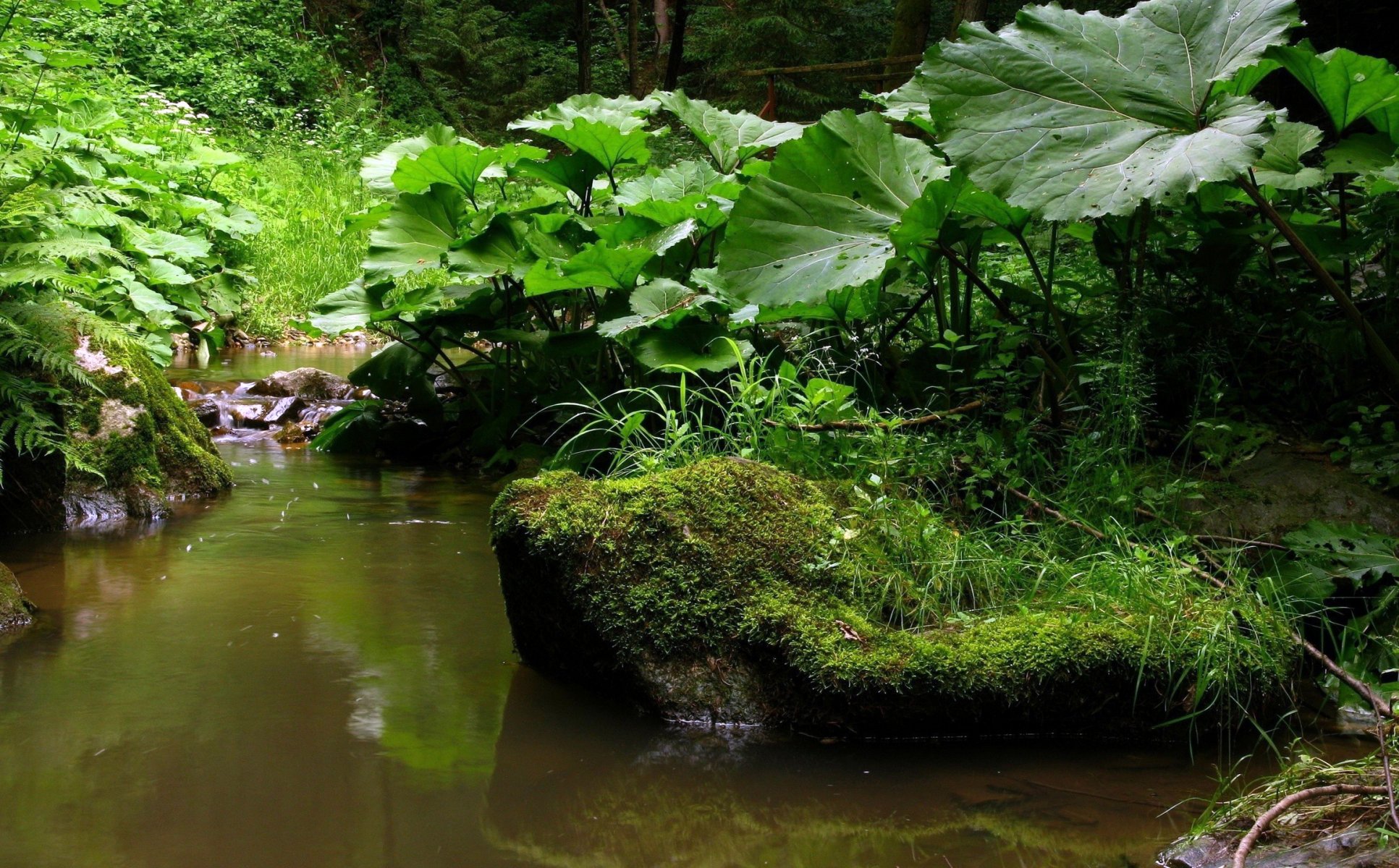 foresta erba verde muschio rocce ruscello primavera foglie bardana