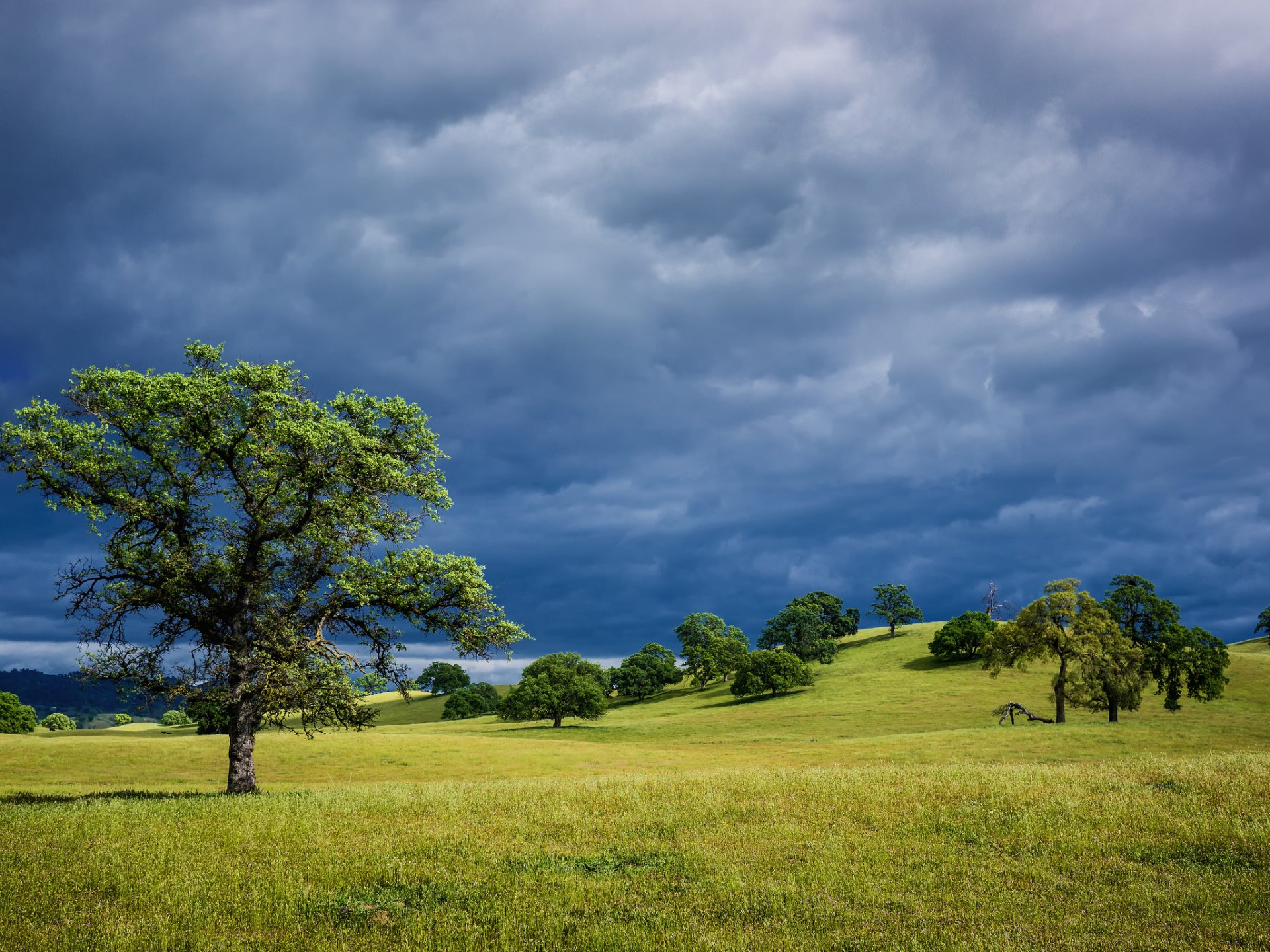 united states california hills grass tree spring blue sky storm clouds landscape