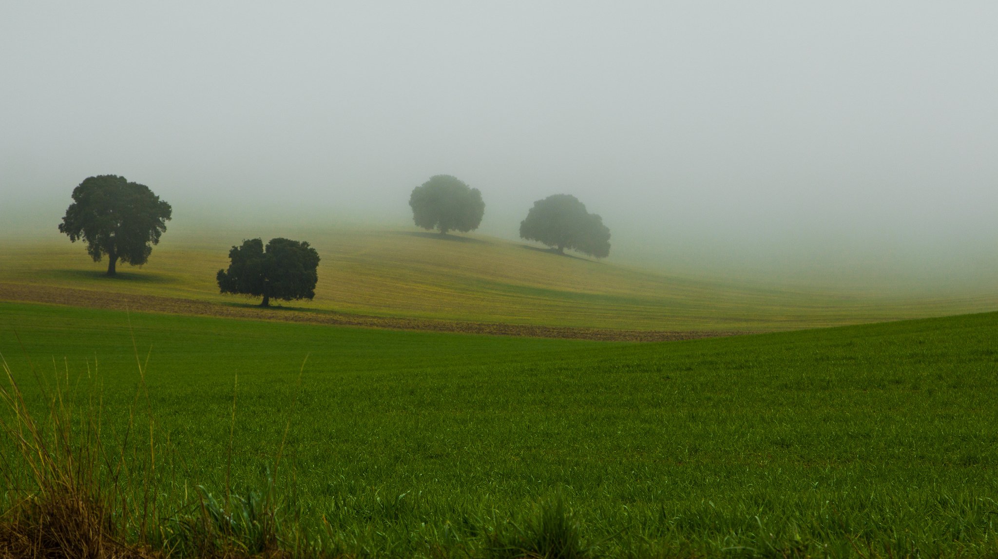 niebla hierba árboles naturaleza corona