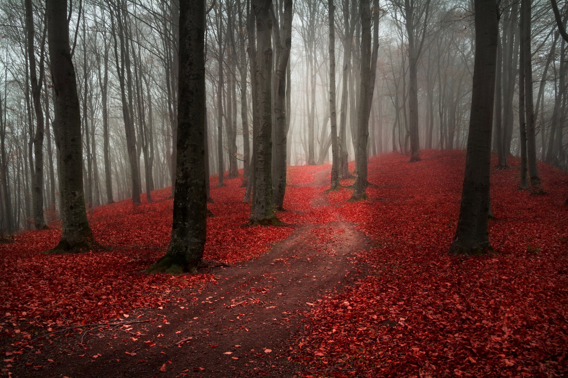 naturaleza bosque otoño niebla nublado camino camino hojas borgoña rojo árboles