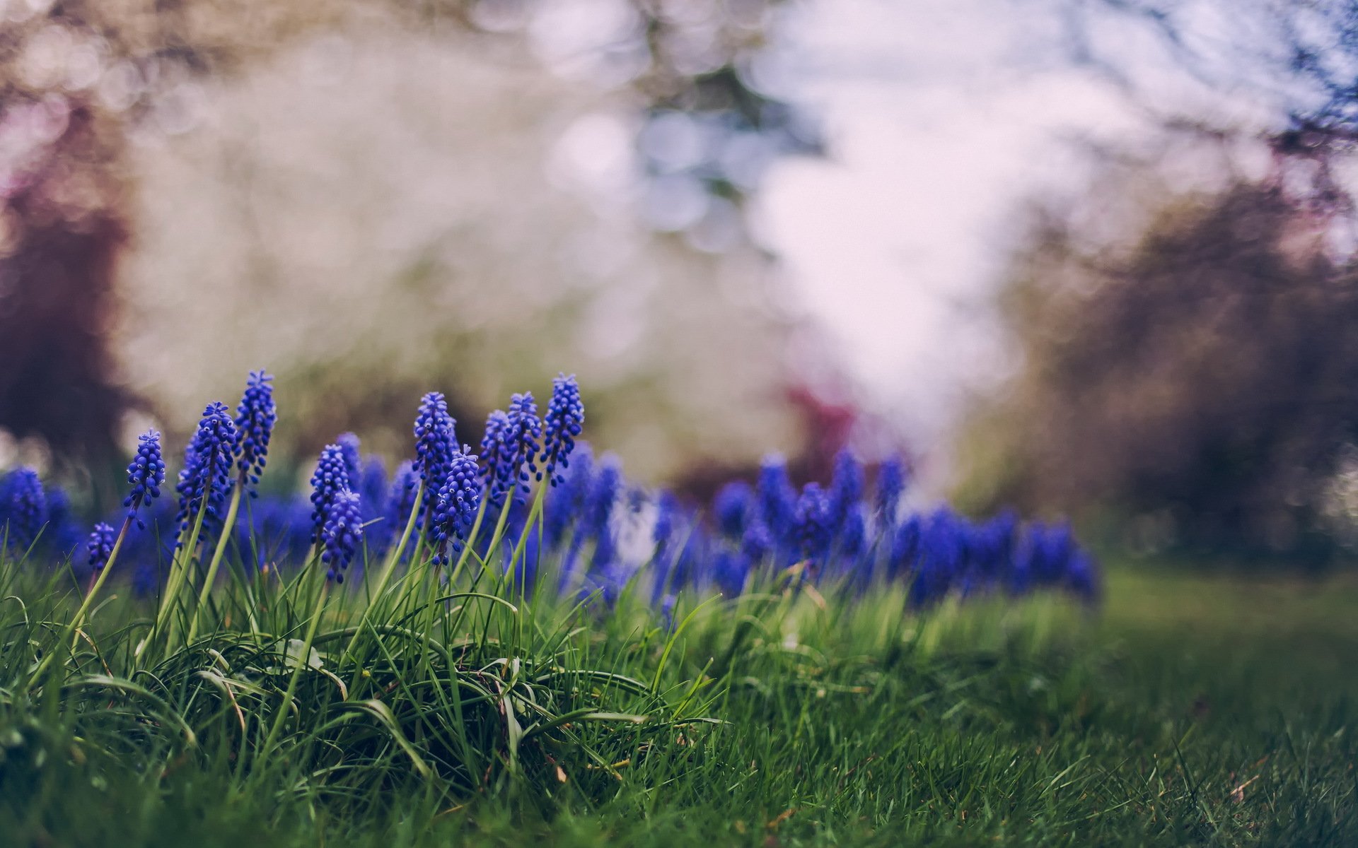 blumen natur gras