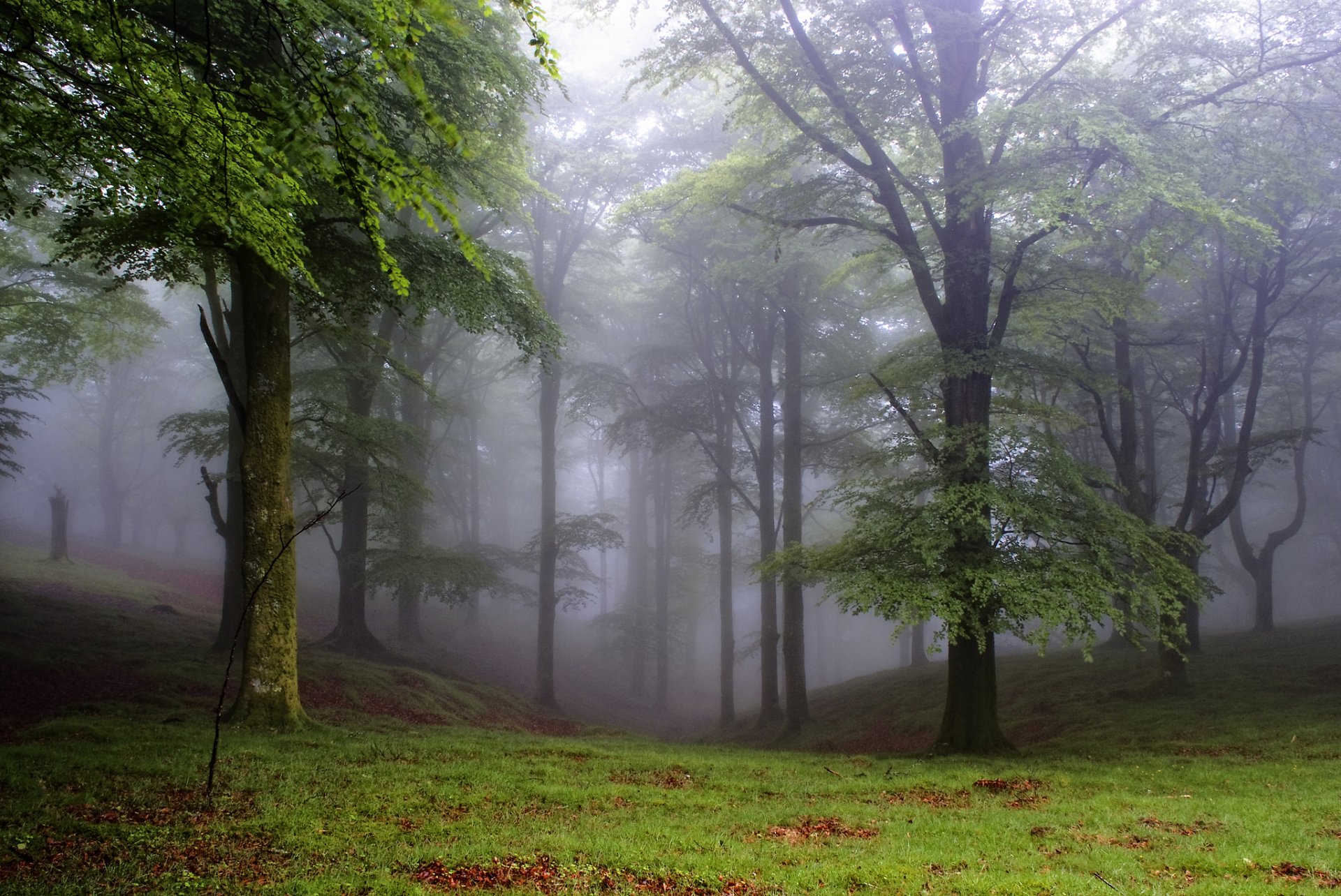 foresta alberi radura