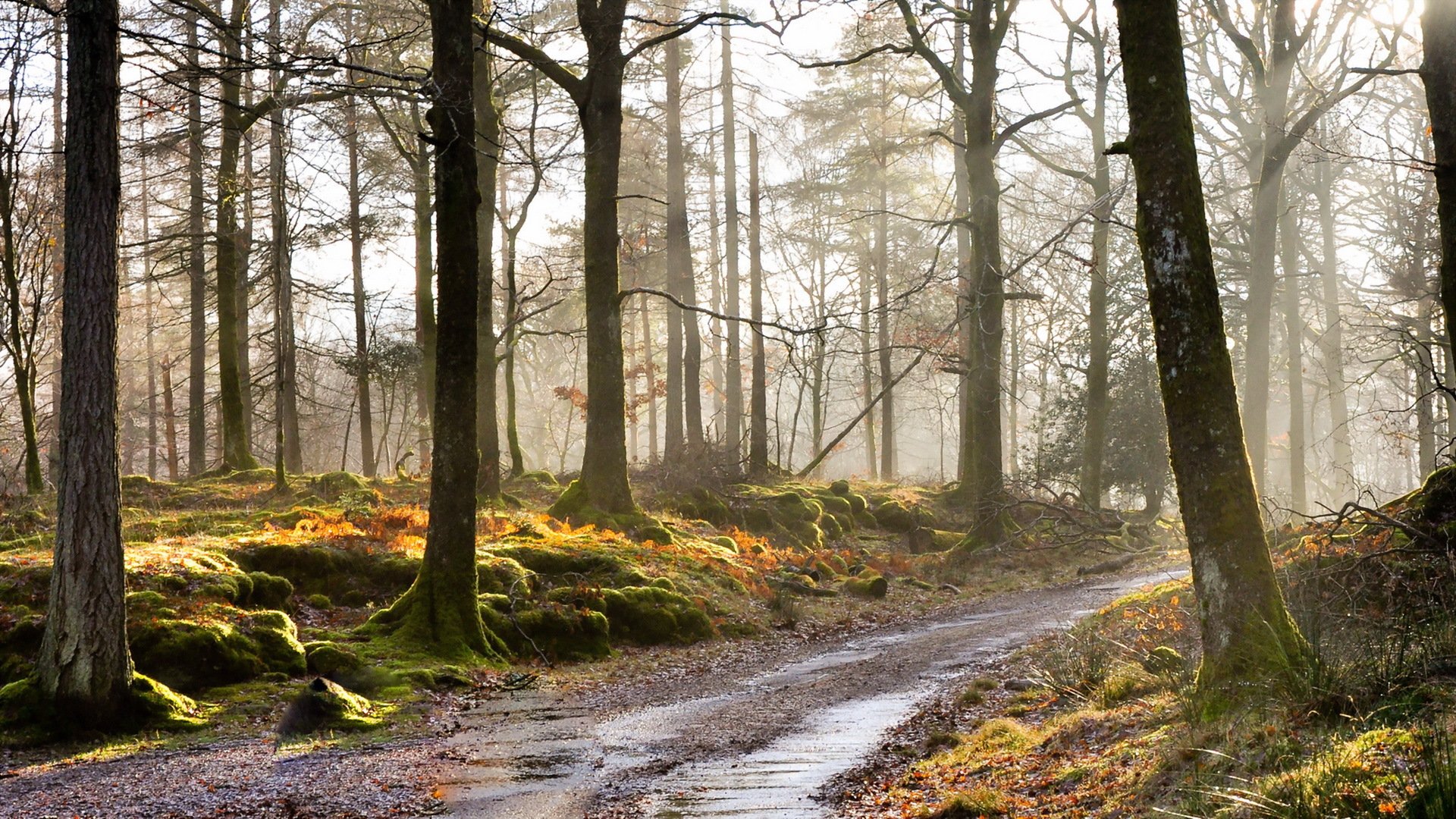 mattina foresta nebbia strada