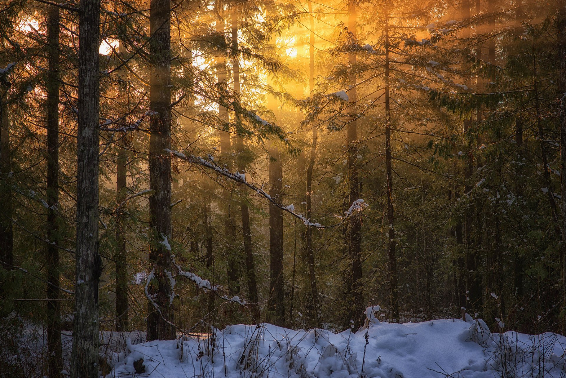 columbia británica isla de vancouver naturaleza invierno bosque luz peter sinclair fotografía